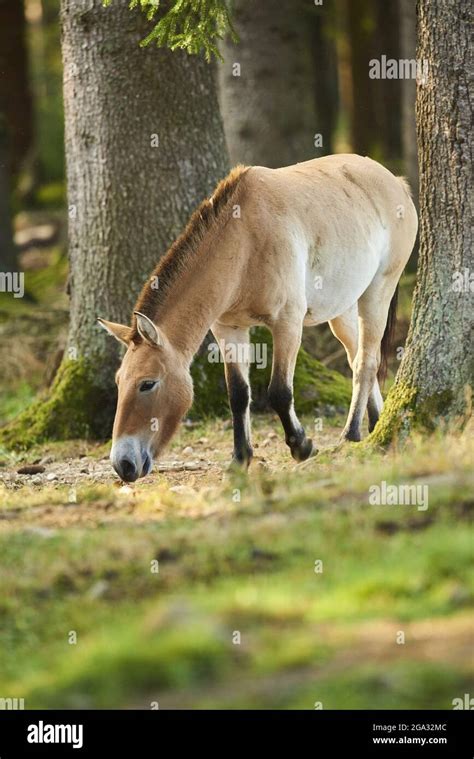 Equus przewalskii caballus Fotos und Bildmaterial in hoher Auflösung