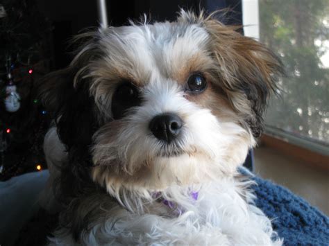 Cavachon | GreatDogSite