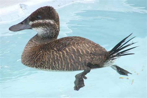 Argentine Blue Billed Or Lake Duck British Waterfowl Association