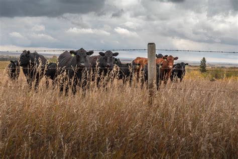 Alberta To Lengthen Public Leases For Exemplary Ranching Agcanada