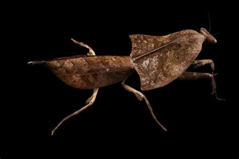 Dead Leaf Mantis (Deroplatys truncata) - Joel Sartore