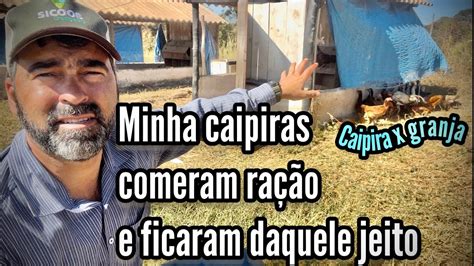 SE A GALINHA COMER RAÇÃO ELA DEIXA DE SER CAIPIRA O QUE É UMA GALINHA