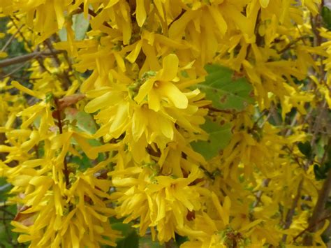 Names Of Yellow Spring Shrubs