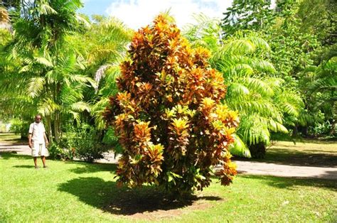 Dominica Botanic Gardens (Roseau) - 2021 All You Need to Know BEFORE ...