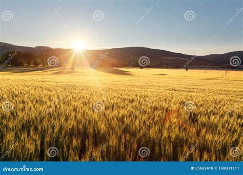 Sunset Over Wheat Field. Stock Photo - Image: 25662410