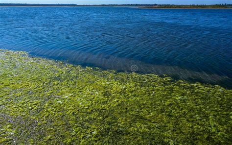 Clusters Of Green Algae Ulva And Enteromorpha In A Lake In The Lower