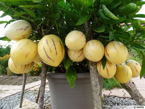 La Poire Melon Un Fruit Original Et Facile à Cultiver Je Jardine