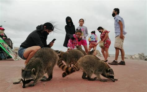 Por Qu No Debes Domesticar A Un Mapache Ya Hay Familias Que Los