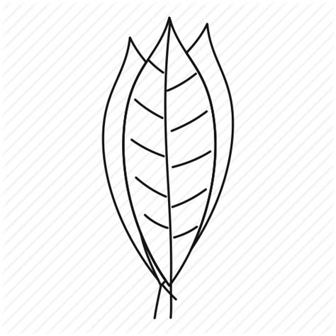 Laurel Leaf Drawing At Explore Collection Of