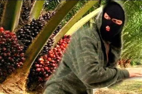 Marak Aksi Pencurian Kelapa Sawit Petani Singkil Resah BIDIK NASIONAL