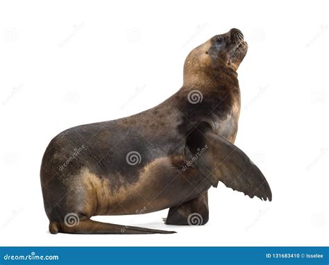 California Sea Lion 17 Years Old Stock Photo Image Of White