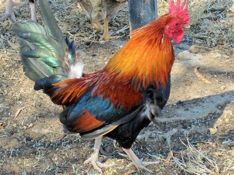 Colourful Rooster Free Stock Photo - Public Domain Pictures
