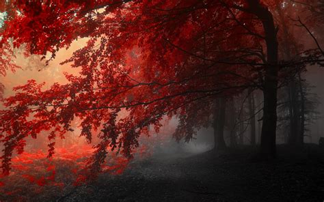 Fondos De Pantalla Luz De Sol Árboles Paisaje Bosque Naturaleza Cielo Rama Amanecer