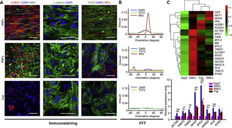 Enhanced Maturation Of Cardiac Tissue Like Constructs A Download