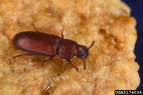 Red Flour Beetle Tribolium Castaneum