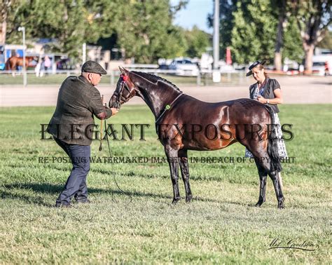 Elegant Exposures Royal Canberra Show Ring 1 22 02 2024