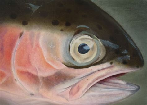 Rainbow Trout Eye Sailer Studio