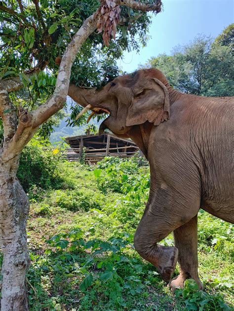 A visit to Elephant Nature Park. Elephant Nature Park is an elephant ...