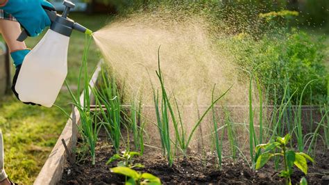 La cáscara que es mágica para darle vida a tus plantas MDZ Online