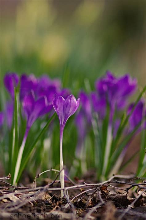 Simple Pleasures All In Bokeh Simple Pleasures Plants Bokeh