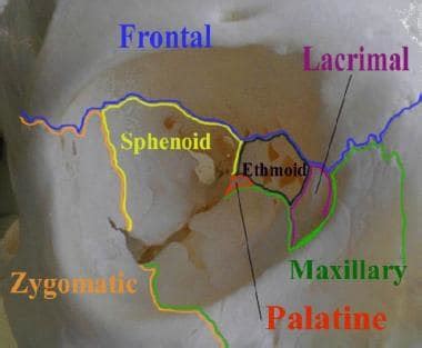 Orbital Bone Anatomy