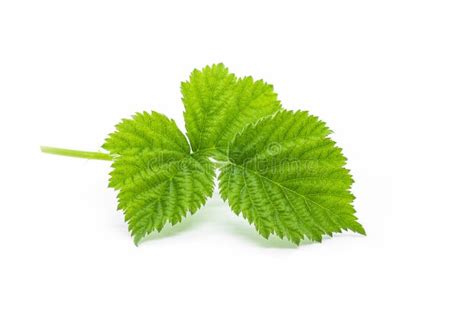 Fresh Stinging Nettle Leaves Isolated On White Background Healthy Food