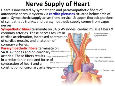 Ppt Pericardium And Heart Powerpoint Presentation Id4956744