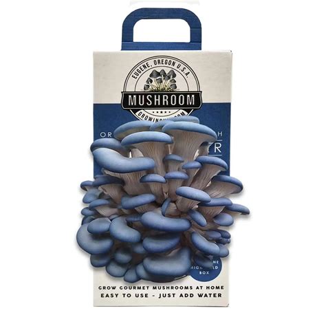 Blue Oyster Mushroom Growing Kit Easy All In One Grow Box