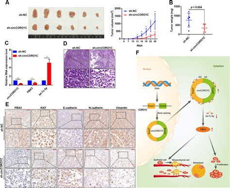 CircCORO1C Promoted The Tumor Growth Of LSCC Cells In Vivo A Nude Mice