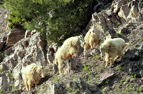 Mountain Goats | Glacier National Park | June, 2012 | Tony Thomas ...