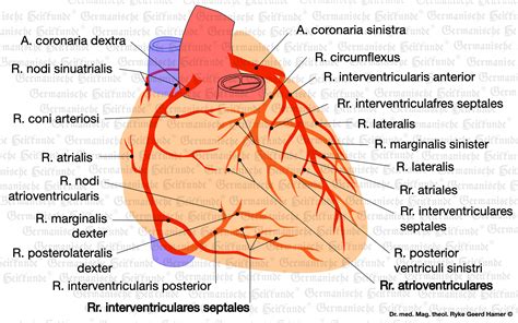 Grafik Organ Herzkranzgefaesse Akademie F R Germanische Heilkunde