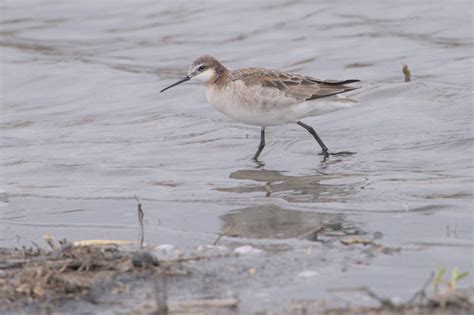 Wilson S Phalarope DSC05056 Dana Siefer Flickr