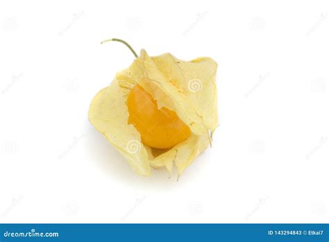 Physalis D Isolement Sur Un Fond Blanc Coqueret Comestible Image Stock