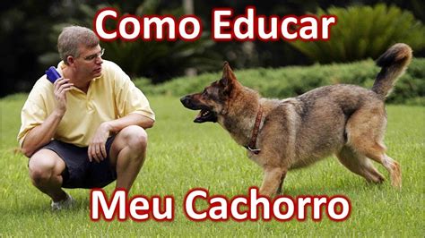 Como Educar Meu Cachorro Como Educar Um Cachorro Em Casa Programa