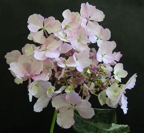 Hydrangea Macrophylla Lemon Wave Grown For Its Variegated Foliage