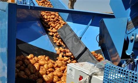 Pomme de terre déstockage d importantes quantités pour réguler le marché