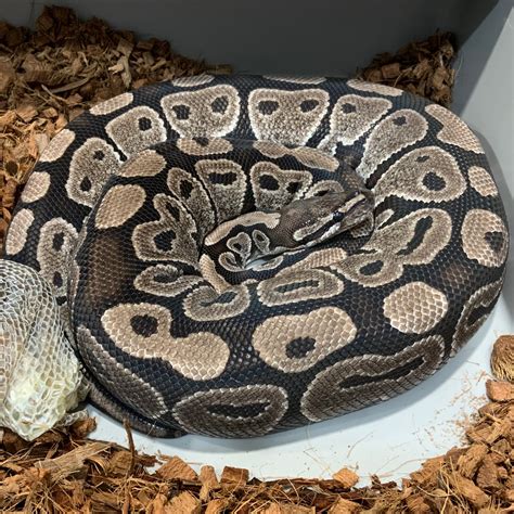 Axanthic Vpi Ball Python By Reagan Renee Royal Pythons Morphmarket