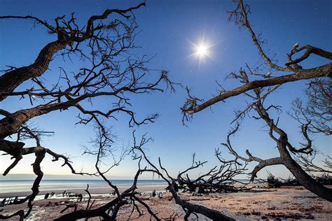 Boneyard Beach With Dried Trees At Moonlight Night Botany Bay Edisto