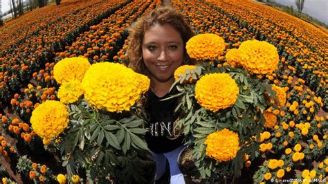 La flor de cempasúchil símbolo del Día de Muertos en México DW 21