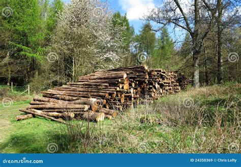 A Pile Of Logs On A Woodland Clearing Stock Image Image Of Clearing