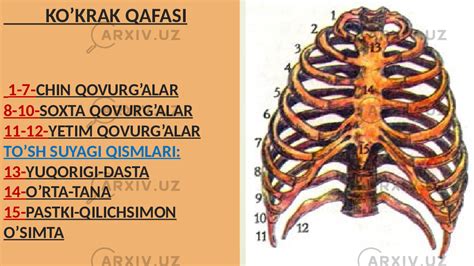 Tayanch Harakatlanish Sistemasining Tuzilishi Funksiyasi Va Ahamiyati