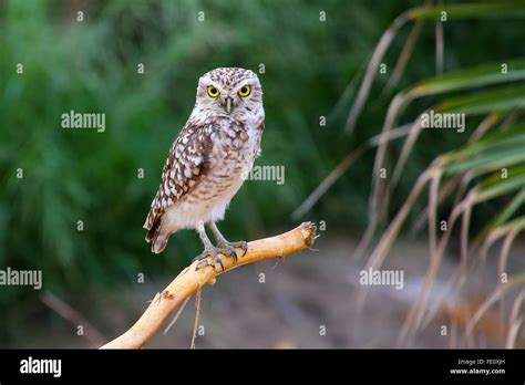 Burrowing Owl Athene Cunicularia Sitting On A Stick Huacachina Peru