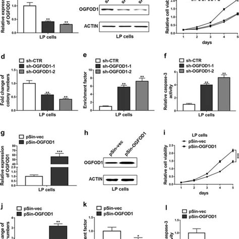 Ogfod1 Promoted Lp Cell Viability And Proliferation And Inhibited Lp