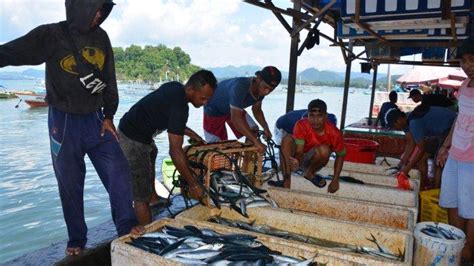 Ikan Merah Rp50 Ribu Per Ekor Di Kaimana Harga Ikan Naik Tiga Kali