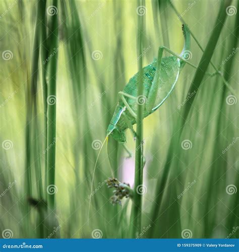 Grasshoppers in habitat stock image. Image of insect - 159375909