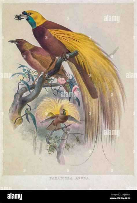 The Greater Bird Of Paradise Paradisaea Apoda Is A Bird Of Paradise