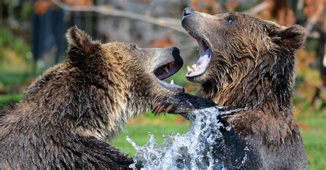 Whats The Difference Between Pepper Spray Vs Bear Spray Stun And Run