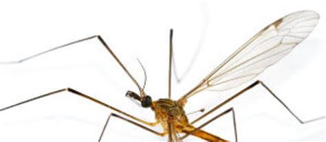 Scientists Identify Reason Behind Malaria Growth In Organism LIFE