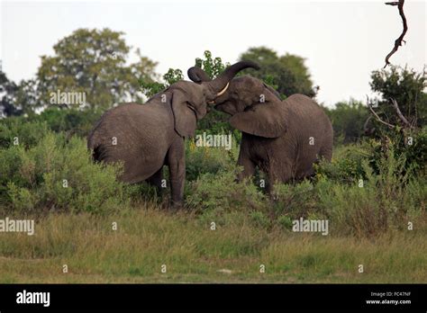 Fighting male elephants Stock Photo - Alamy