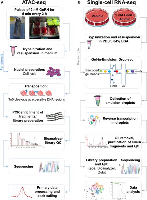 Frontiers Regulatory Architecture of the LβT2 Gonadotrope Cell